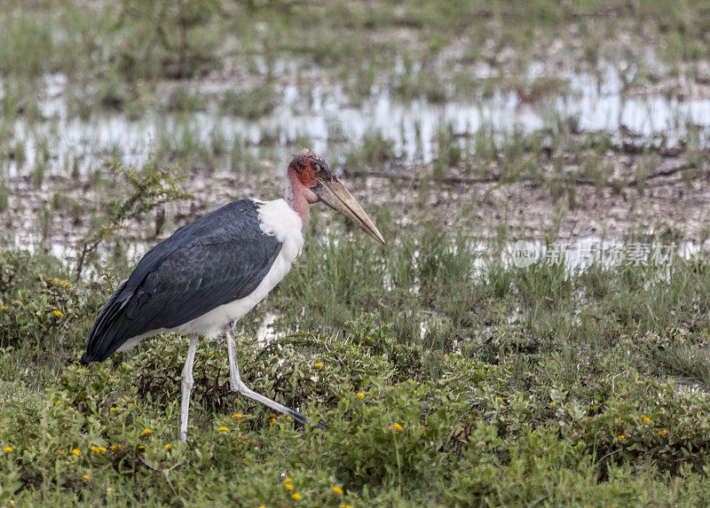 马拉布鹳，Leptoptilos crumenifer;Etosha NP，纳米比亚，非洲